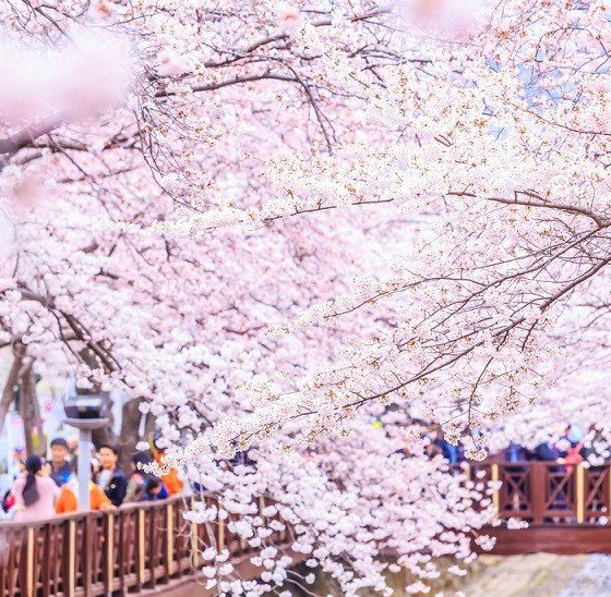 sakura virágzás